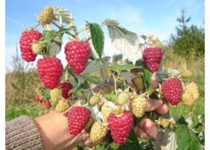 malina-radziejowa-uroda-280x200 - oferta primavara 2018