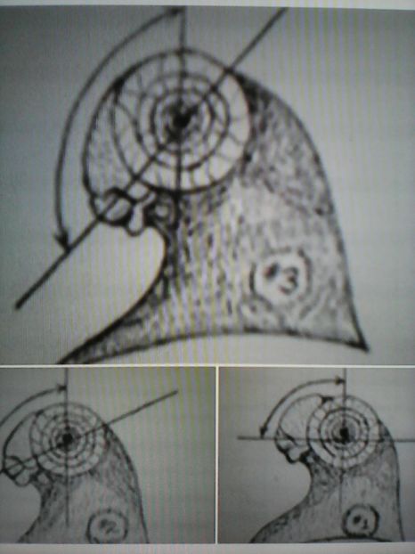  - B E R B E R I  ---    BARBS  PIGEONS