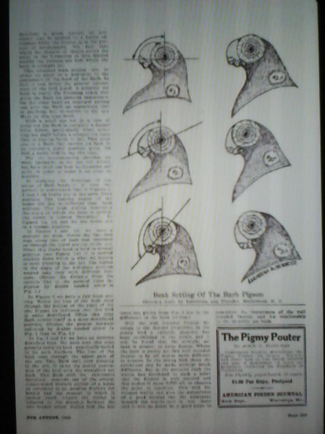  - B E R B E R I  ---    BARBS  PIGEONS