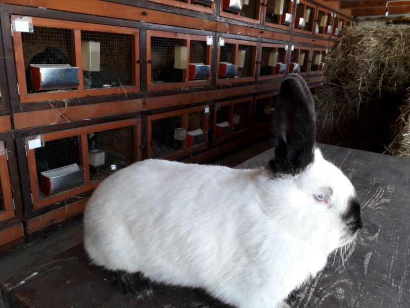  - A-IEPURI CALIFORNIENI