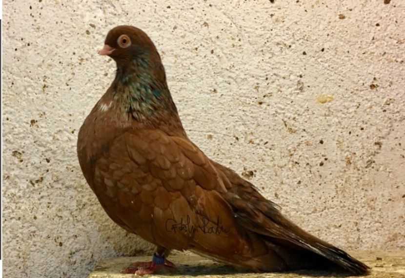 7EEC02B1-19A1-4FEE-A23D-81D5664A2446 - Orbeteni Ruginii