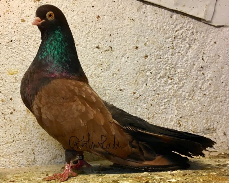 D9343263-D7ED-4E9E-A45E-E856A9166535 - -Orbeteni pe Vechi