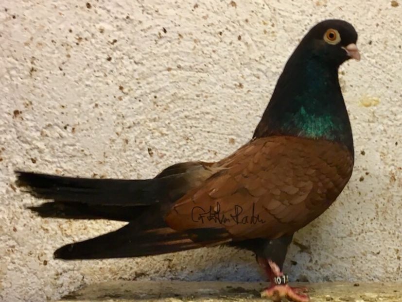 A0A839E8-90B4-4246-A2DD-911D1CD15369 - -Orbeteni pe Vechi