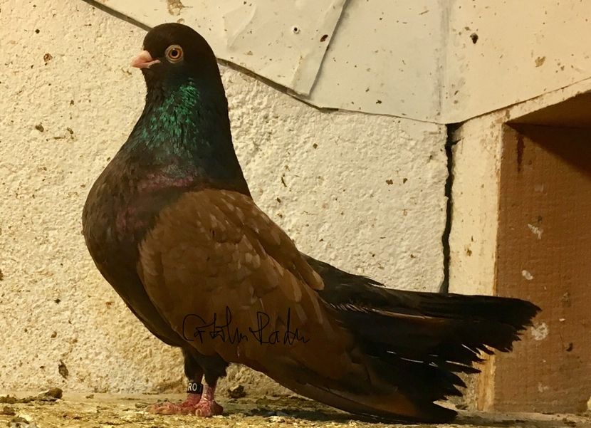 F1CACA63-3F7D-43CC-B80C-246BF2984150 - -Orbeteni pe Vechi