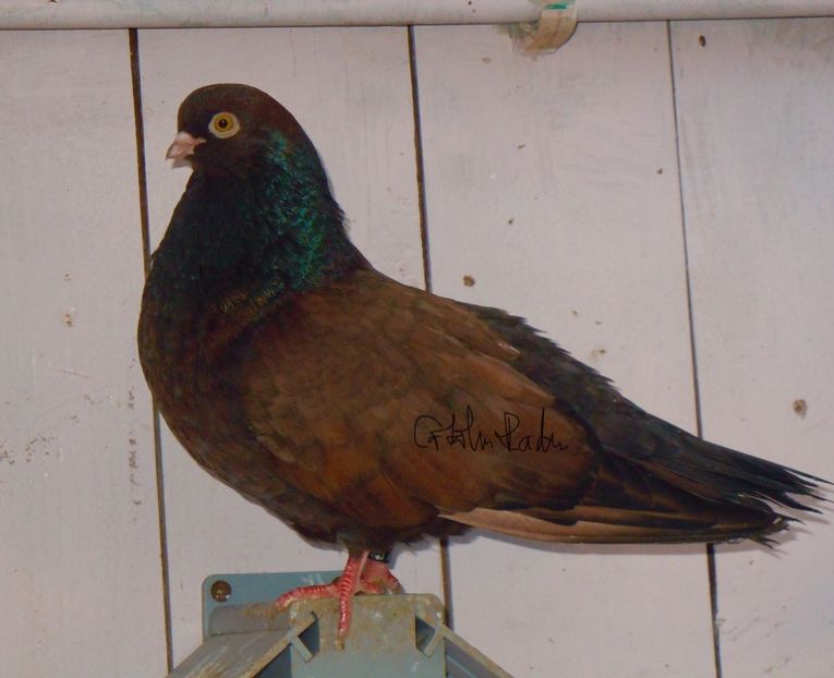 4870FD27-0606-4F4E-9569-4D25E3F45D2A - -Orbeteni pe Vechi