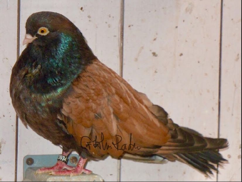 AAA7088C-0102-4055-ADB4-77A32CCF8D3C - -Orbeteni pe Vechi