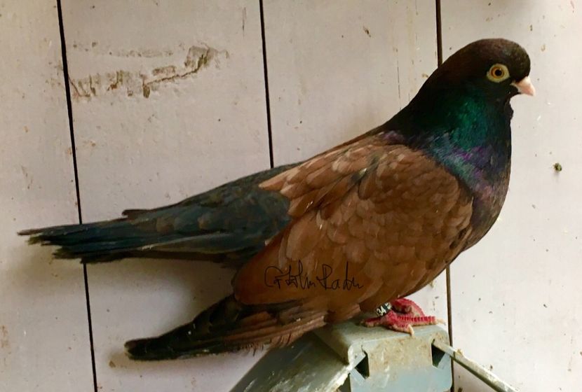 598F7ABB-1556-41F4-8A62-1E2D8BDB7E74 - -Orbeteni pe Vechi