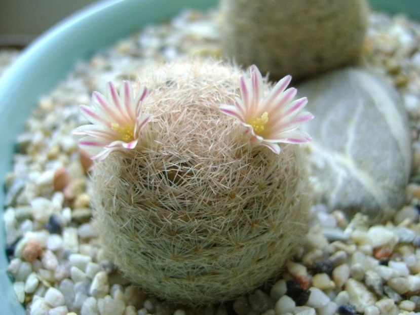 Mammillaria lasiacantha - Cactusi 2018