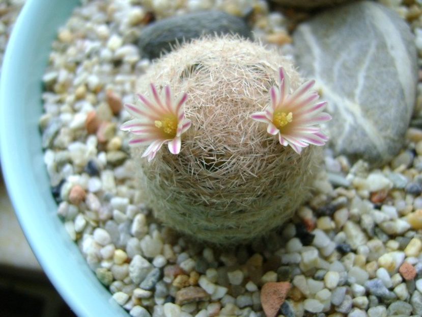 Mammillaria lasiacantha - Cactusi 2018