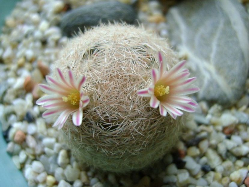 Mammillaria lasiacantha - Cactusi 2018