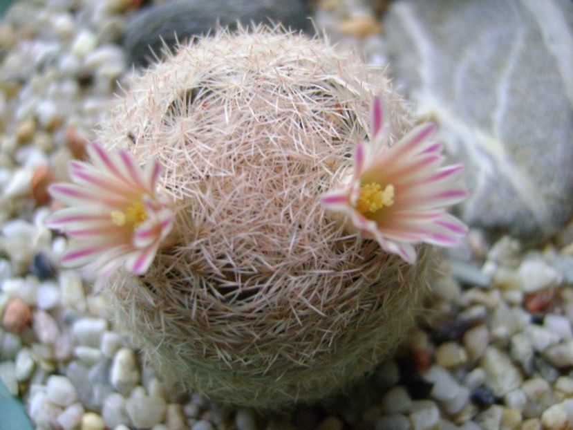 Mammillaria lasiacantha - Cactusi 2018
