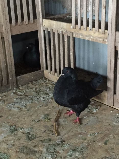 4F901D2B-C8B1-408A-BC1E-8C04DF04DFF6 - perechea1