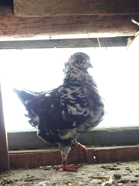 CD595B93-6728-45EE-BF5D-6C933A1DC613 - perechea2