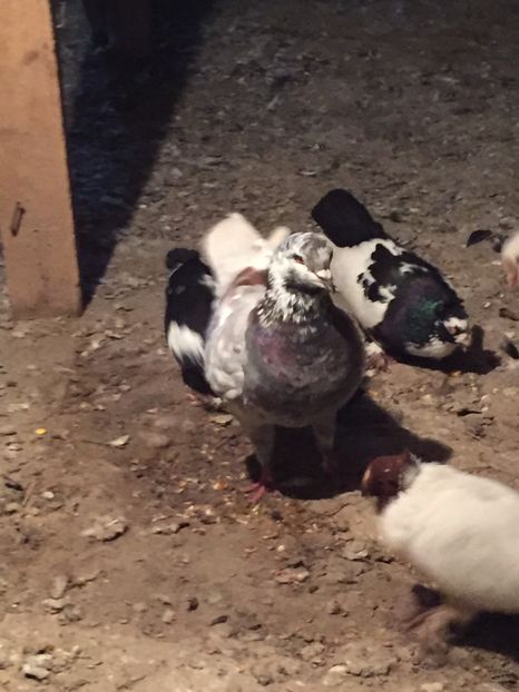 A5652F6A-4903-46AB-9836-CC51896AA5E8 - perechea3