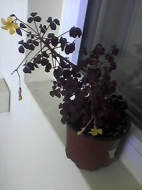 oxalis zinfandel - Oxalis 2018