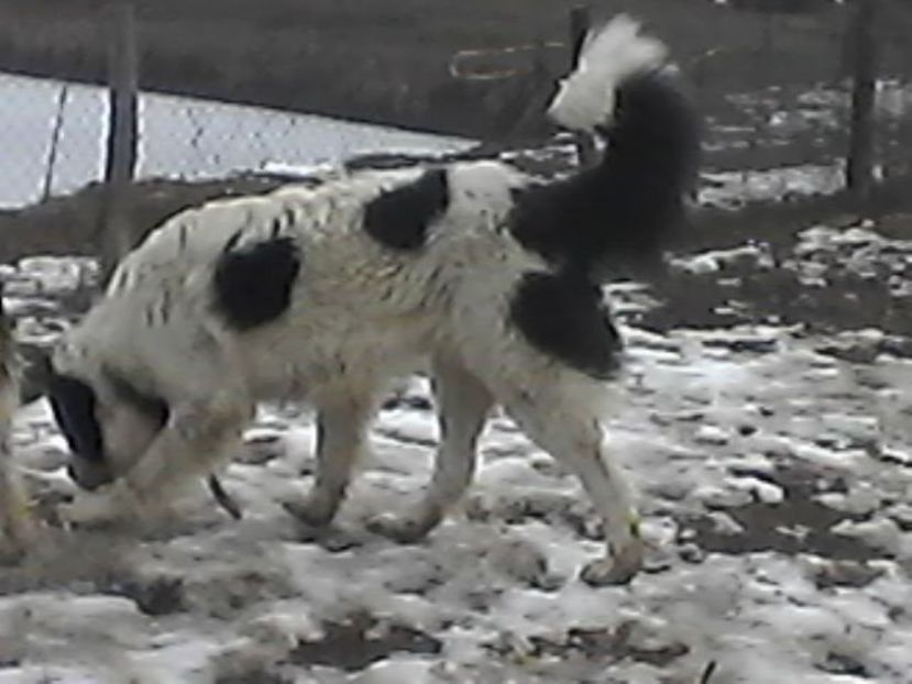 thor 2018 - AA Ciobanesc de Bucovina iunie 2017 si 2018