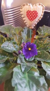  - violete in colectie