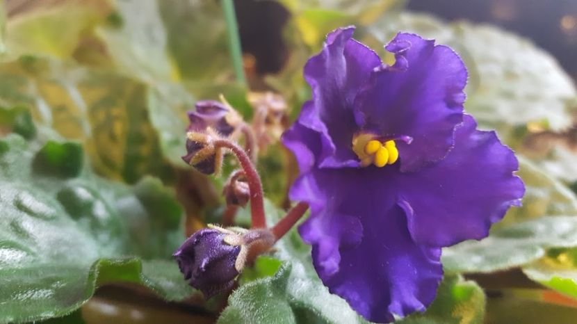  - violete in colectie