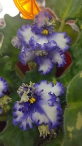  - violete in colectie