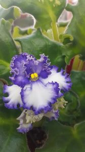  - violete in colectie