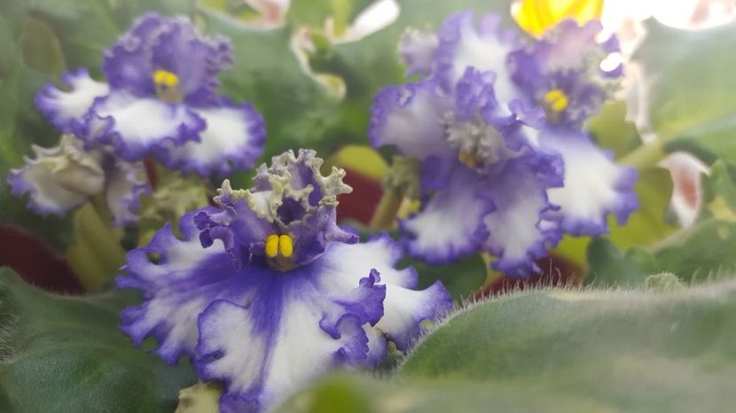  - violete in colectie