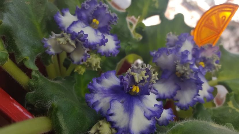  - violete in colectie