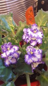  - violete in colectie