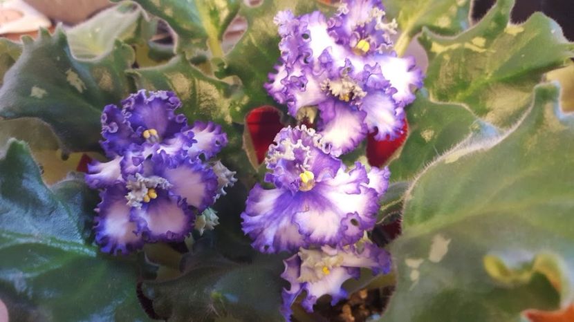  - violete in colectie