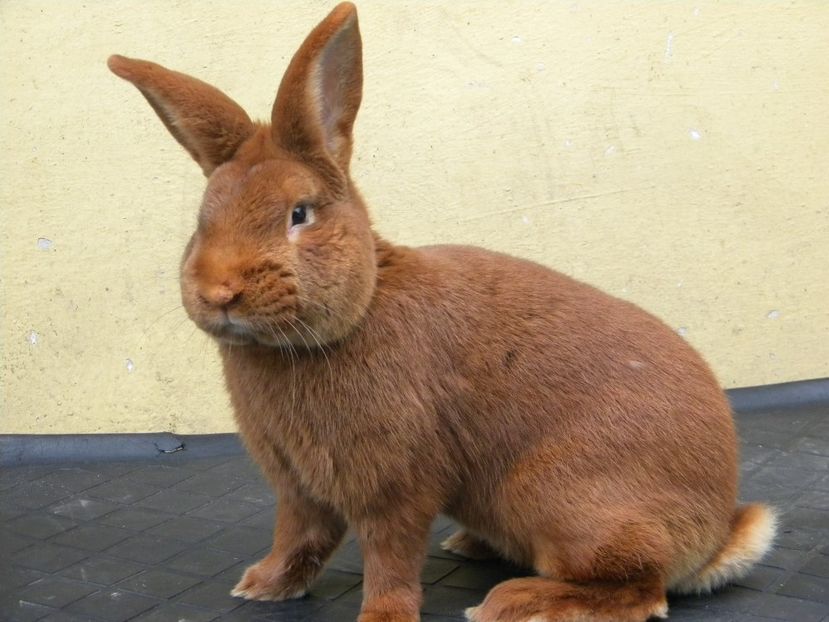 mascul 1 (2) - De vanzare 3 masculi de un an si o femela de 2 ani