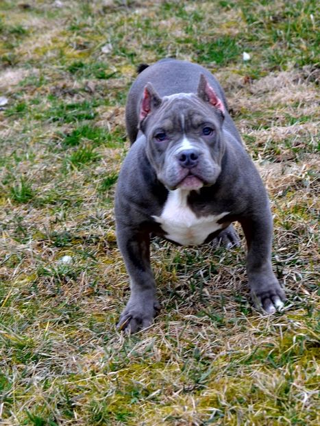  - American Bully