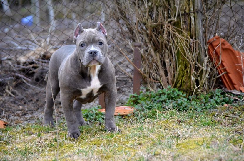  - American Bully