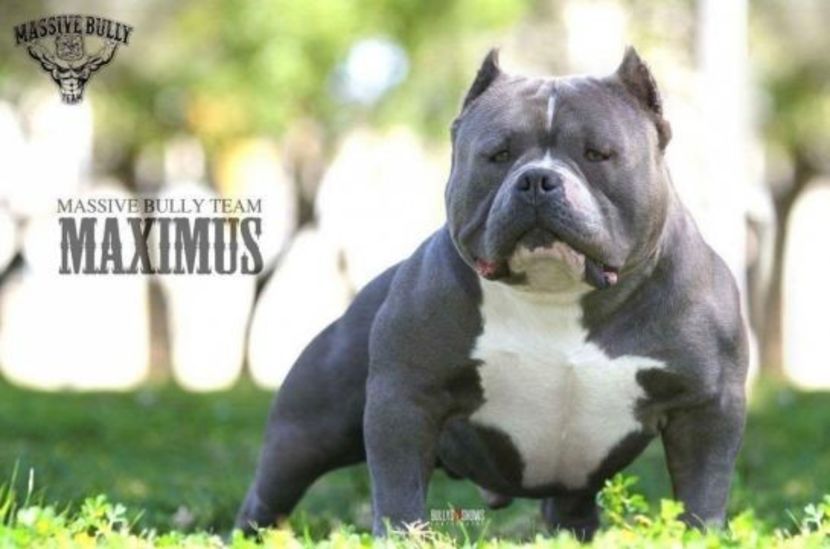 temp6 - American Bully
