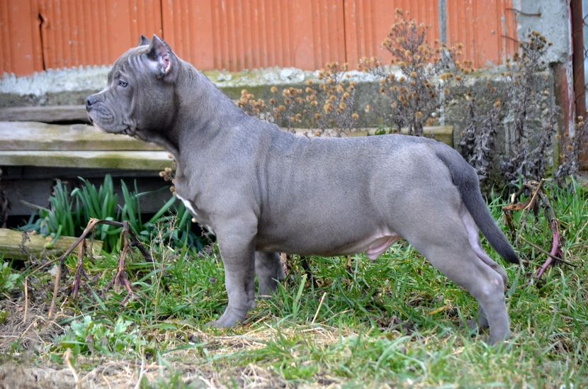  - American Bully