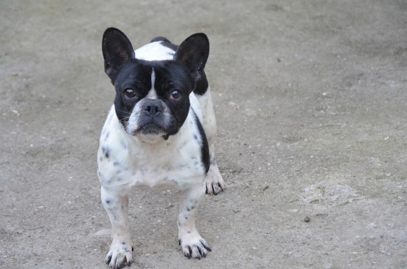 - De vanzare fem Bulldog francez