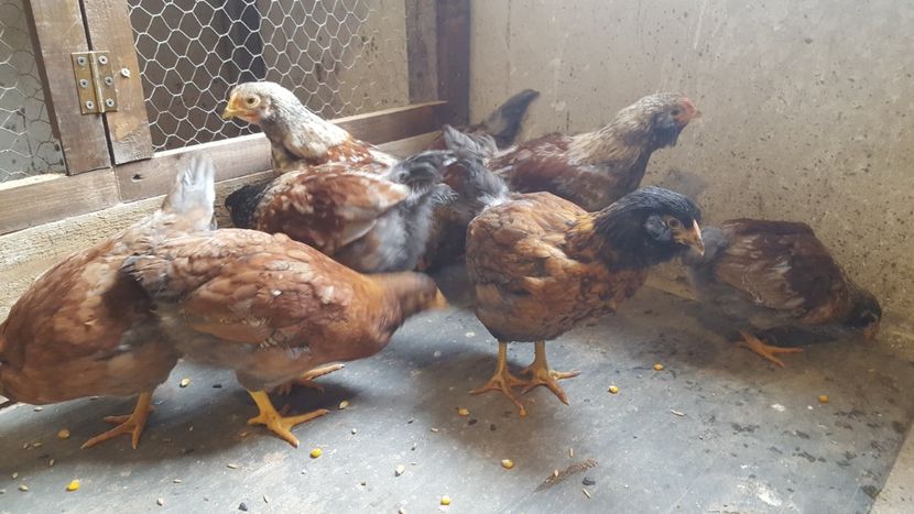  - Încrucișări rase de găini