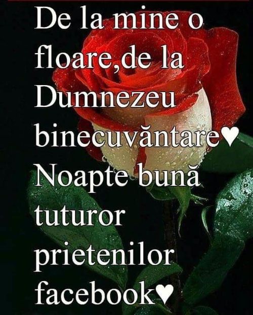  - Poze 2