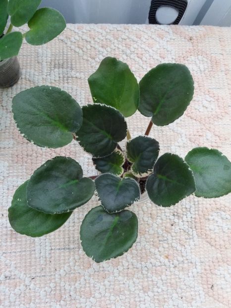 22 mar - LE Odaliska - LE Sultan s Maid