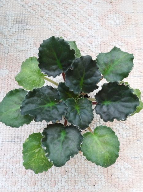 22 mar - ZZ Royal Rage