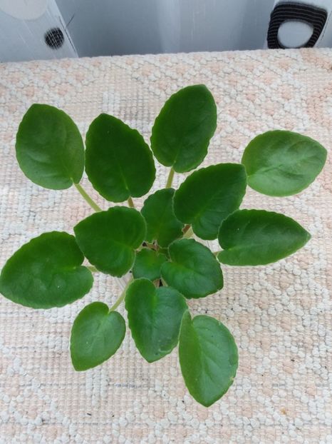 22 mar - ZZ LE Fandango