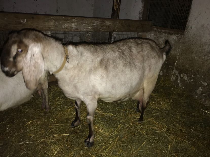 C7C477BE-9C6A-4836-9D06-CB53BB2BAED1 - Iezi anglo 2018