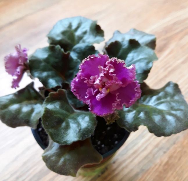  - Le Fuksiyevoye Krujevo