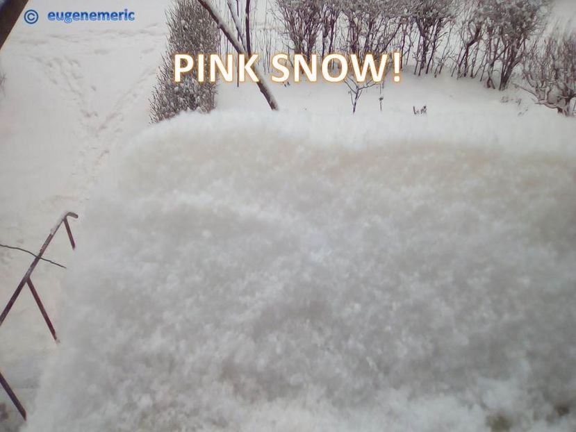 PINK SNOW! - 3 Eu si florile mele