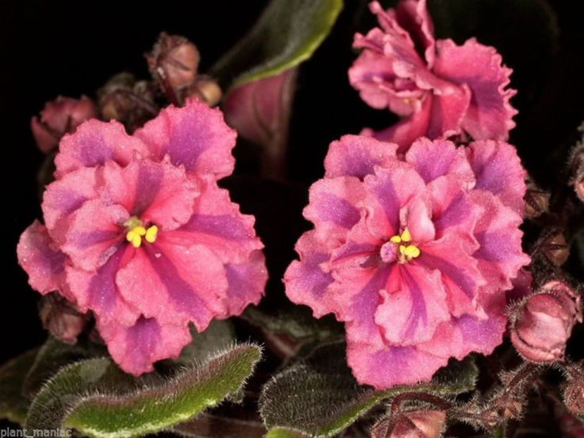 african-violet-blue-stripes - VIOLETE DE PARMA - DORINTE