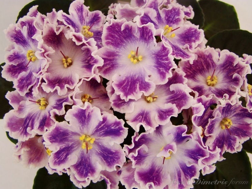  - VIOLETE DE PARMA - DORINTE