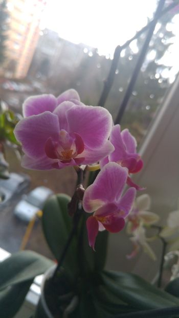  - orhidee 2018 - 2017