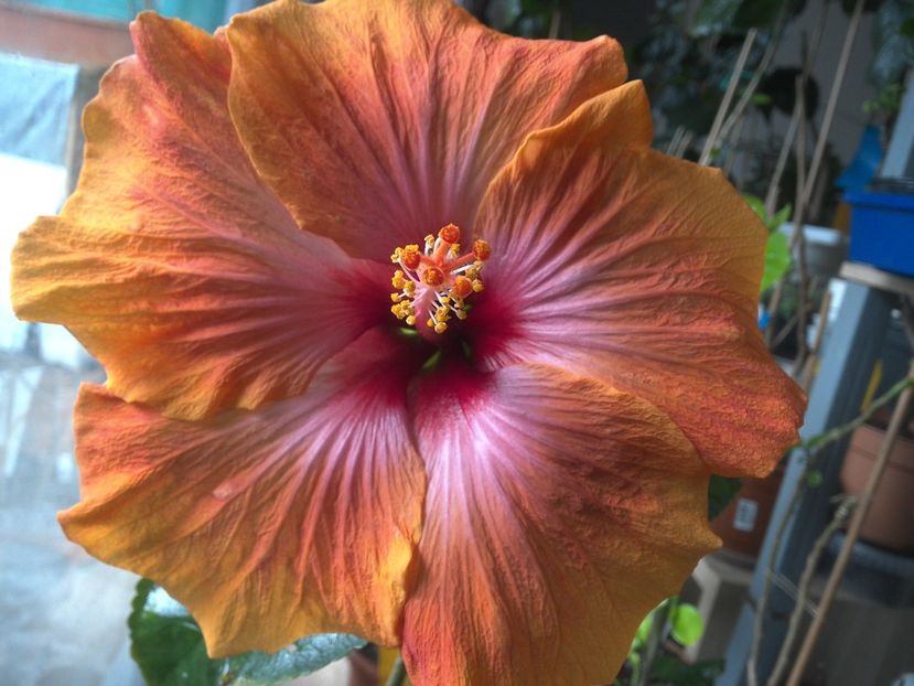 WIN_20180323_091835 - Taiwan Amanda