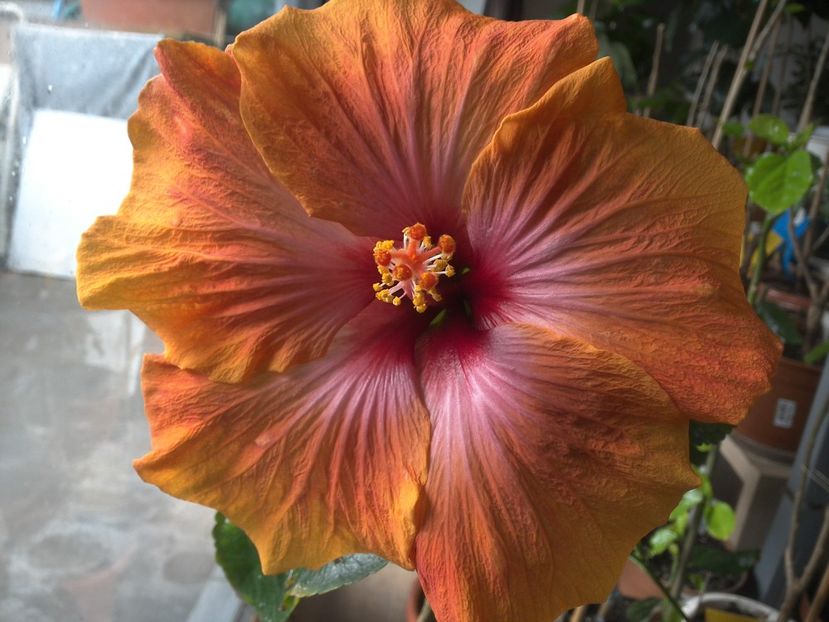 WIN_20180323_091846 - Taiwan Amanda