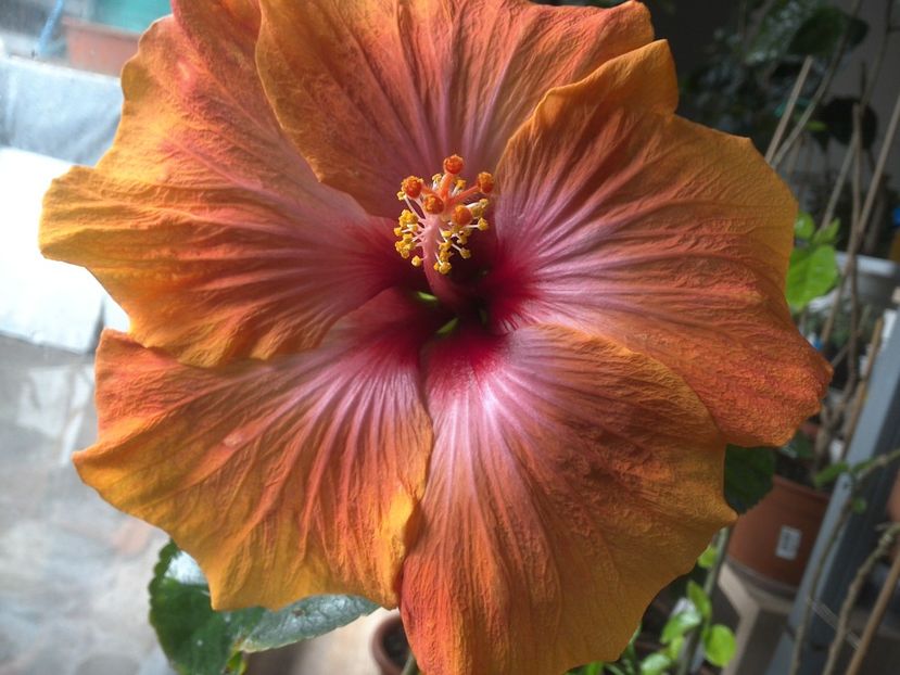 WIN_20180323_091856 - Taiwan Amanda