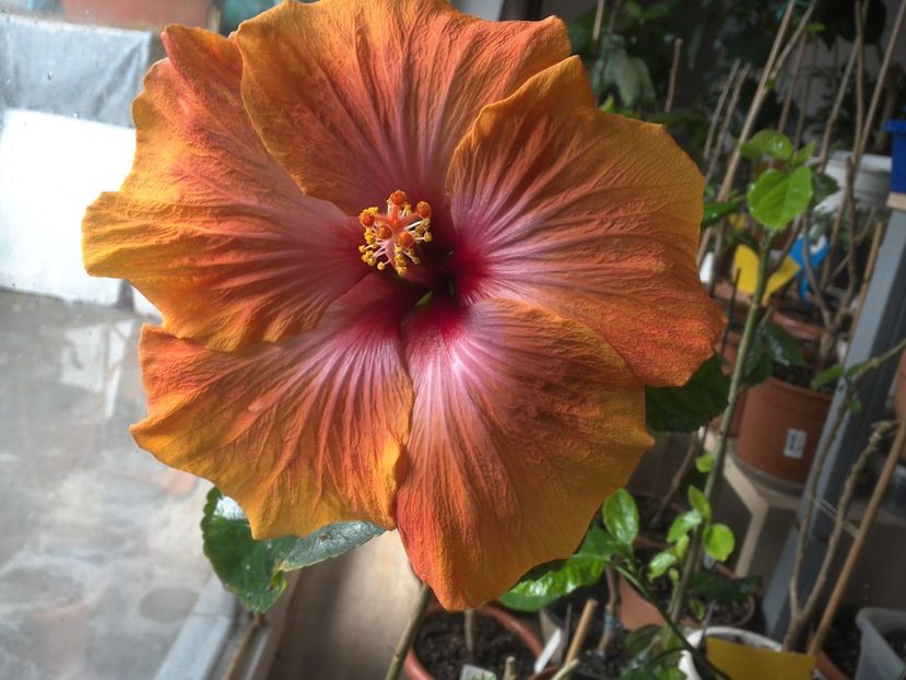 WIN_20180323_091900 - Taiwan Amanda