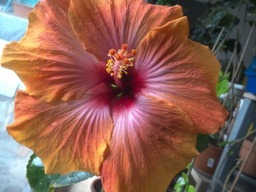 WIN_20180323_091917 - Taiwan Amanda